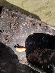 Otiorhynchus sulcatus