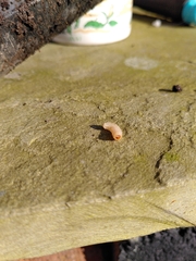 Otiorhynchus sulcatus