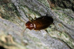 Bradycellus verbasci