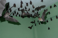 Hipposideros ruber