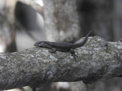 Emoia atrocostata
