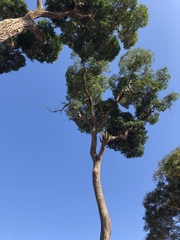 Aspidosperma polyneuron
