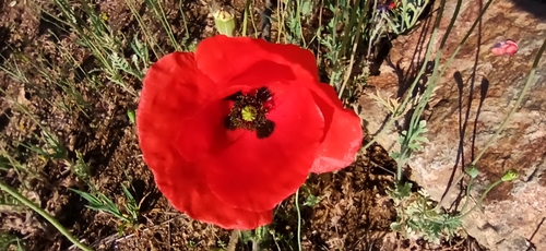 common poppy