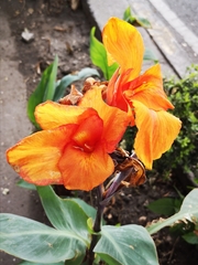 Canna indica