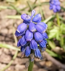 Muscari