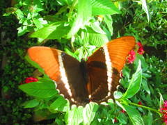 Siproeta epaphus