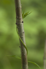 Pterygocalyx volubilis
