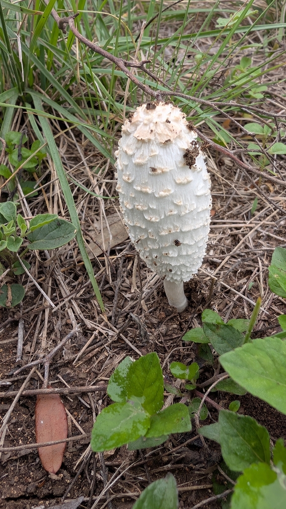 Coprinus comatus · April 2026 · photo: © mark1793 (iNaturalist, cc-by)