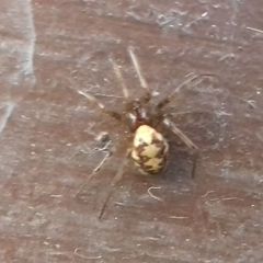 Steatoda triangulosa