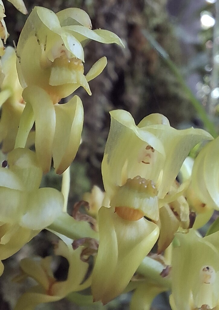 Grobya galeata