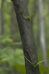 Pterygocalyx volubilis