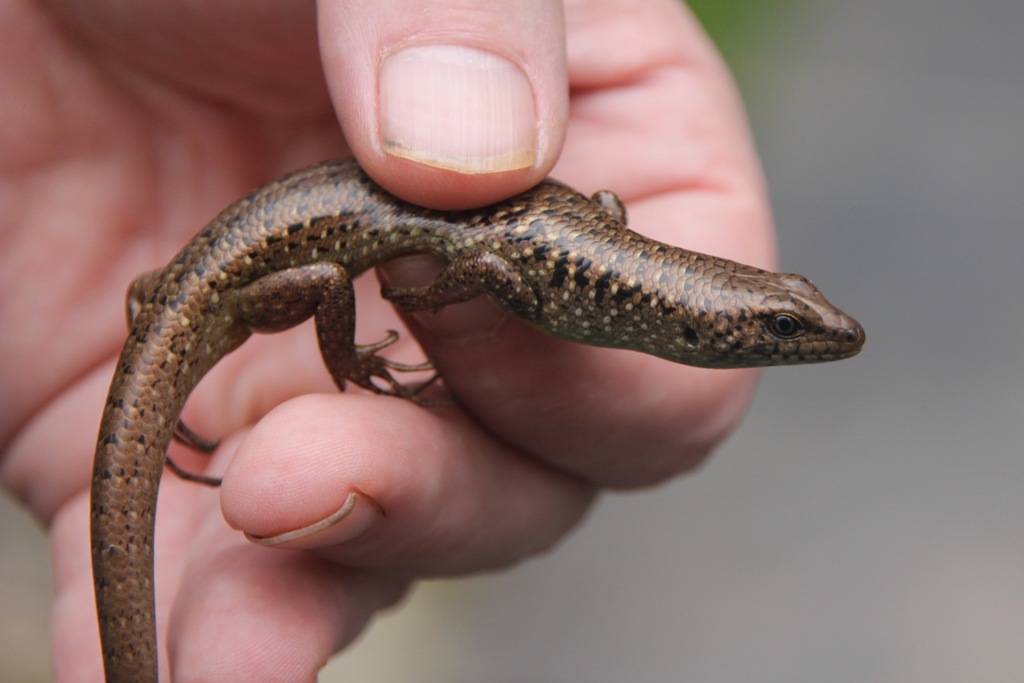 Perak Forest Skink