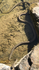 Platyceps rhodorachis