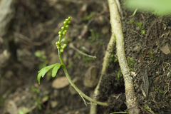 Botrychium lanceolatum