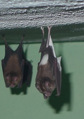 Hipposideros ruber