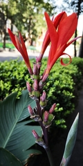 Canna indica