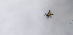 Micrathena plana