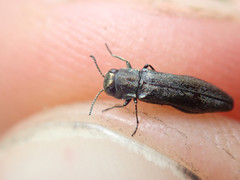 Agrilus olivicolor