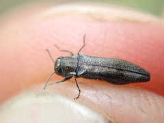 Agrilus olivicolor