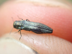 Agrilus olivicolor
