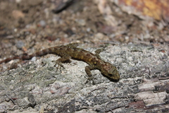 Cnemaspis flavolineata