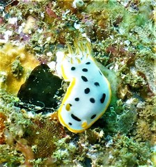 Chromodoris orientalis