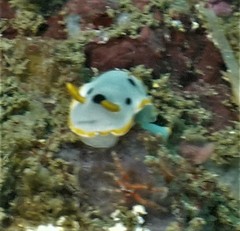 Chromodoris orientalis