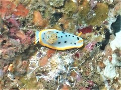 Chromodoris orientalis
