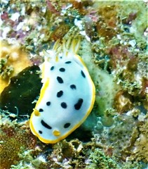 Chromodoris orientalis