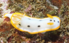 Chromodoris orientalis