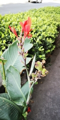 Canna indica