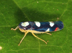 Erythrogonia sexguttata