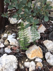 Pellaea mucronata mucronata