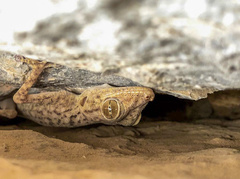 Ptyodactylus ruusaljibalicus