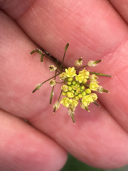 Descurainia pinnata glabra