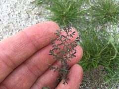 Descurainia pinnata glabra