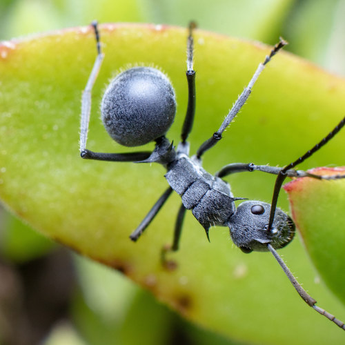 Militaris-group Spiny Sugar Ants