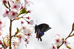 Papilio hopponis