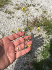 Descurainia pinnata glabra