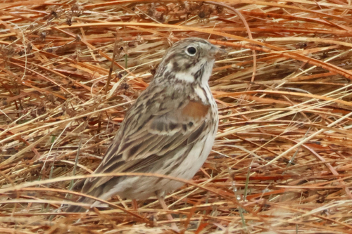 Vesper Sparrow, photo 6 of 9