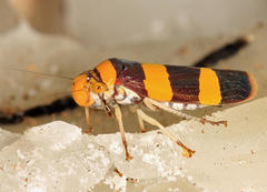 Pseudometopia transversa