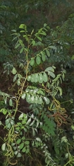 Indigofera tinctoria