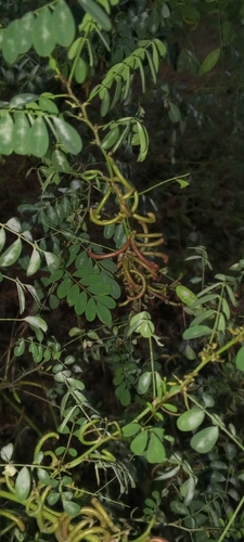 Indigofera tinctoria, photograph 2