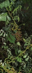 (c) Murphy Tladi, some rights reserved (CC BY) Indigofera tinctoria, photograph (c) Murphy Tladi, some rights reserved (CC BY)