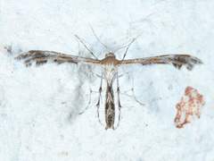 Dejongia californicus