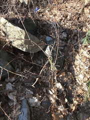 Viburnum acerifolium