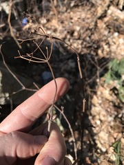 Viburnum acerifolium