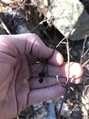 Viburnum acerifolium