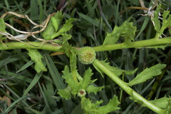 Centipeda cunninghamii