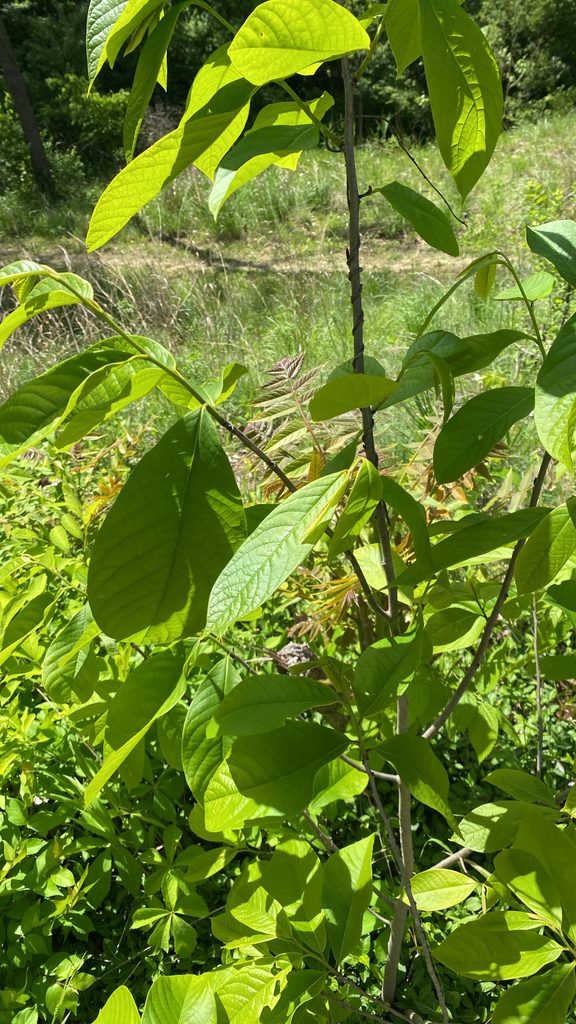 common pawpaw from Collinsville, IL, US on April 26, 2026 at 02:26 PM ...